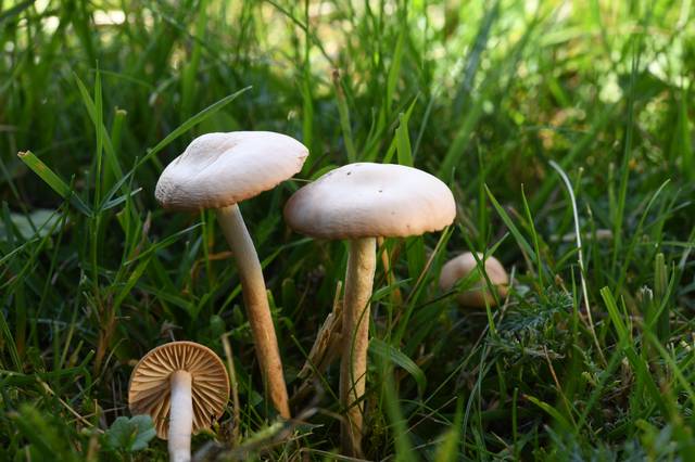 Marasmius oreades, faux mousseron, mousseron d'automne