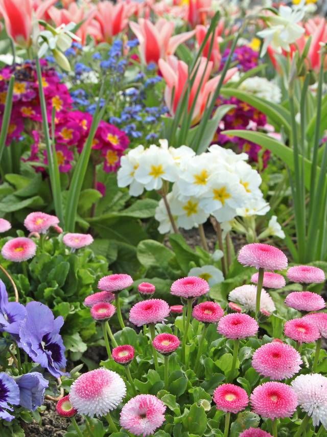 Massif printanier : bisannuelles (pensées, pâquerettes, primevères, myosotis) et tulipes à fleurs de lis