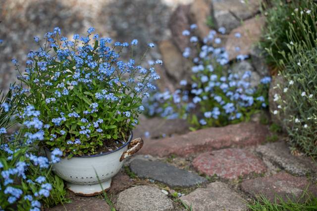 Semis de myosotis dans une passoire