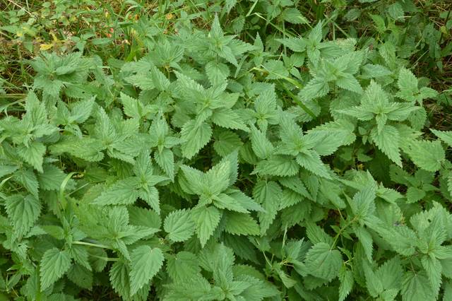 Ortie commune (Urtica dioica)