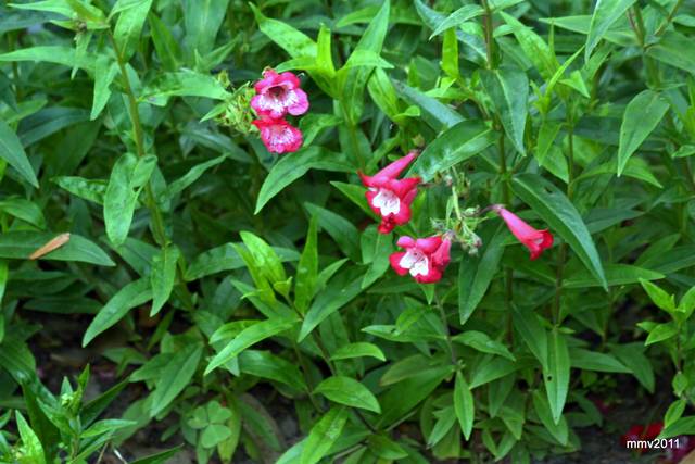 Penstemon : fleurs et feuillage