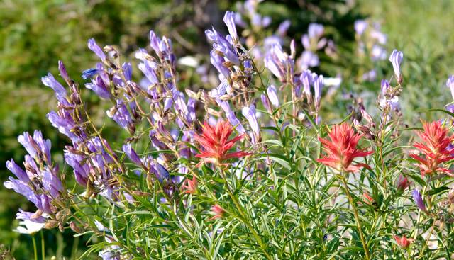 Penstemon en mauve et Pinceau indien (Castilleja) en rouge