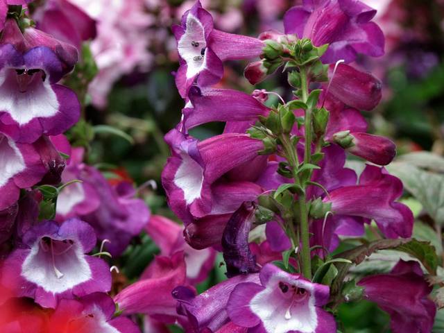 Penstemon
