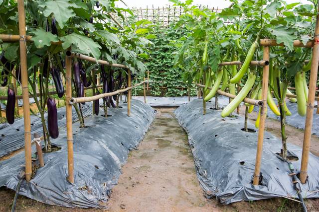 Pieds d'aubergines longues greffées