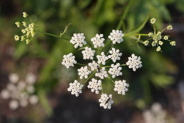 Fleur de chervis (sium sisarum)