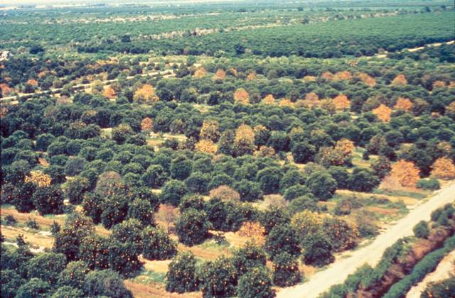 Verger de Citrus atteint par le virus de la tristeza en Floride