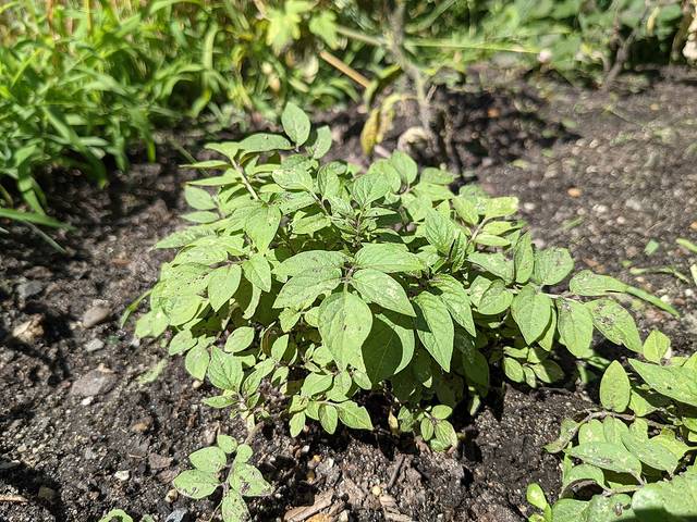Tzimbalo, Solanum caripense : jeune plant