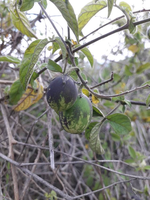 Solanum caripense, tzimbalo