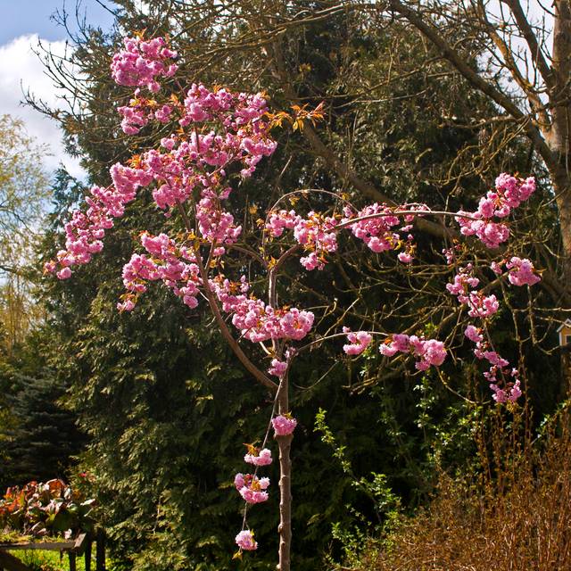 Cerisier à fleurs - Prunus serrulata 'Kiku Shidare Zakura' ( Dolf van der Haven)