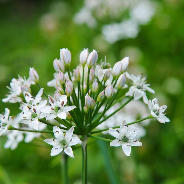 Ciboulette de Chine - Allium tuberosum (Bahamut Chao)