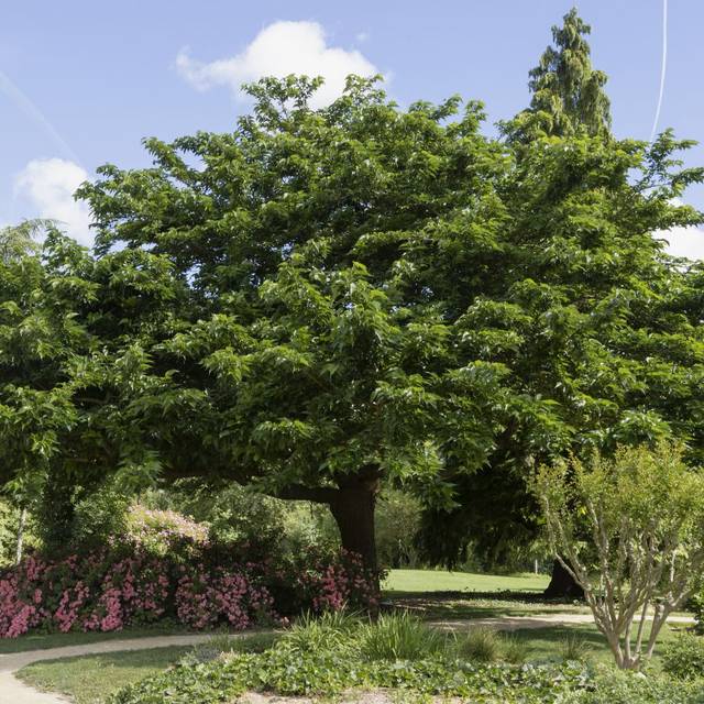 Mûrier platane stérile (Morus kagayamae) - arbre (hcast)