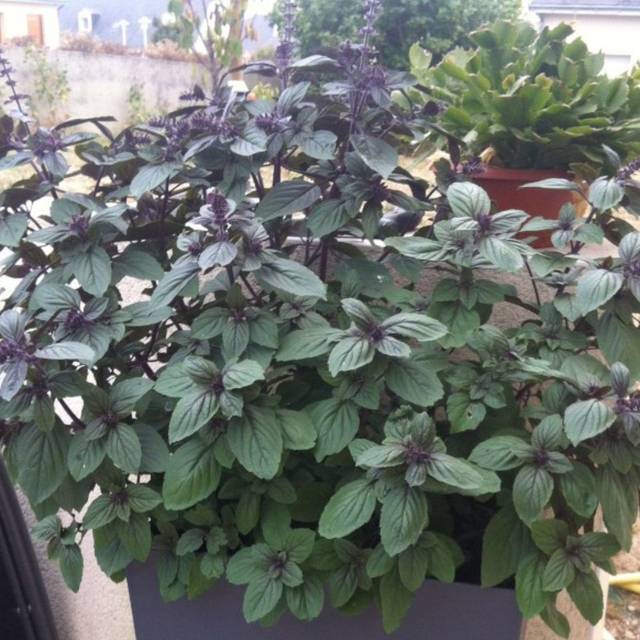 Basilic vivace 'Magic Mountain'  - Ocimum basilicum