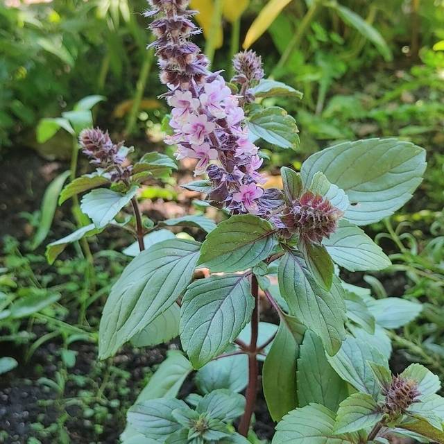 Basilic vivace 'Magic Mountain' - Ocimum basilicum (Jeangagnon / wikimedia.org)
