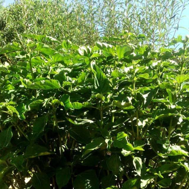 Basilic vivace anisé 'Selloi'  - Ocimum selloi