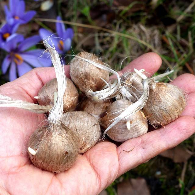 Bulbes de Crocus Safran (Crocus sativus) (X.G. / Gerbeaud)
