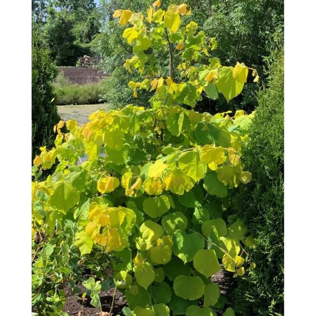Arbre de Judée 'Hearts of Gold’ (Cercis canadensis ) (VALKPLANT)