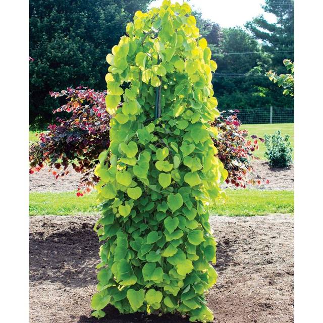 Cercis canadensis 'Golden Falls' (Dennis Werner)