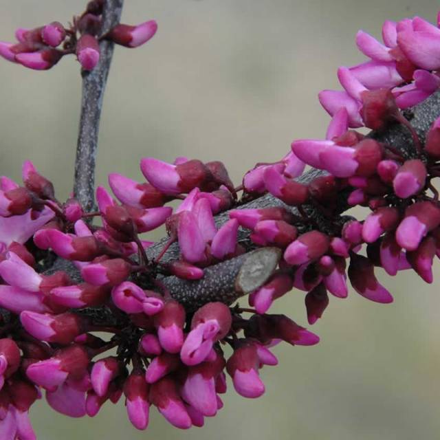 Arbre de Judée 'Merlot’ (Cercis canadensis ) - Fleurs (Dennis Werner)