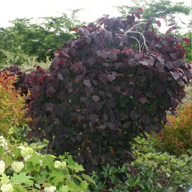 Arbre de Judée 'Ruby Falls’ (Cercis canadensis ) (MEL)