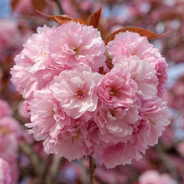 Cerisier à fleurs - Prunus serrulata 'Kanzan' - Fleurs (Marie-Lan Nguyen / wikimedia.org)
