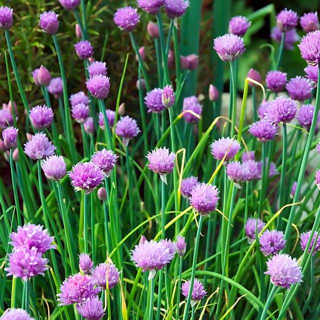 Ciboulette - Allium schoenoprasum (Hans Linde / pixabay.com)