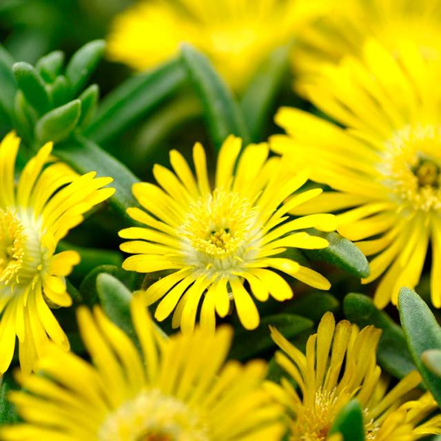 Delosperma Wheels of Wonder Yellow Wonder (Globe Planter)
