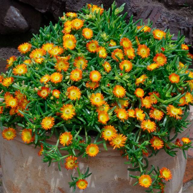 Delosperma Wheels of Wonder Orange Wonder (Globe Planter)