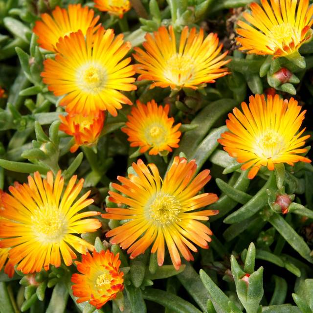 Delosperma Wheels of Wonder Orange Wonder (Globe Planter)