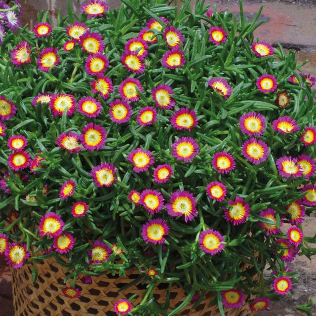 Delosperma Wheels of Wonder Pink Wonder (Globe Planter)
