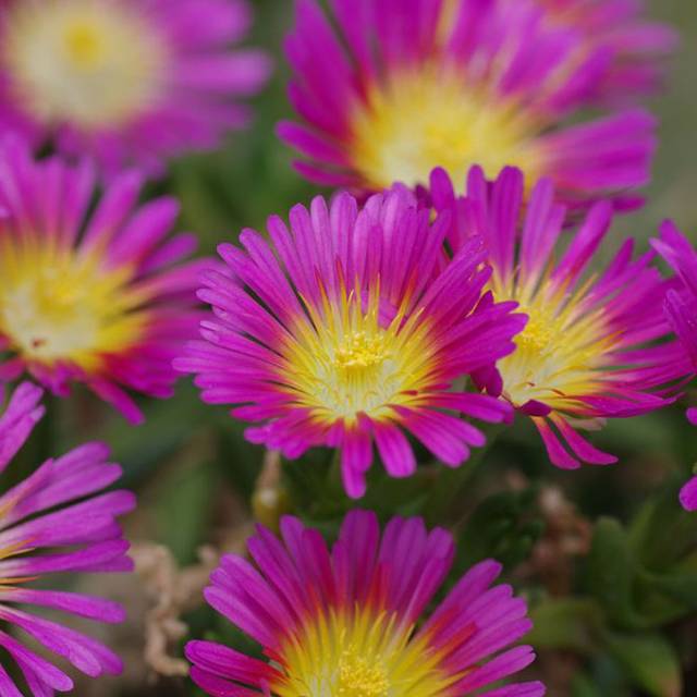 Delosperma Wheels of Wonder Pink Wonder (Globe Planter)