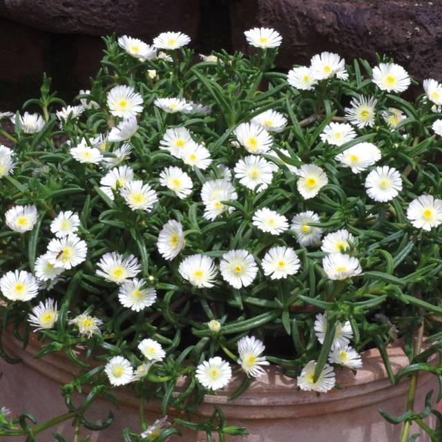 Delosperma Wheels of Wonder White Wonder (Globe Planter)