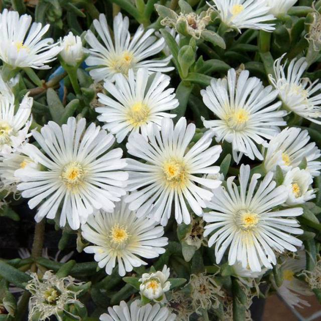Delosperma Wheels of Wonder White Wonder (Globe Planter)