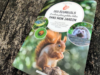 Des écureuils dans mon jardin