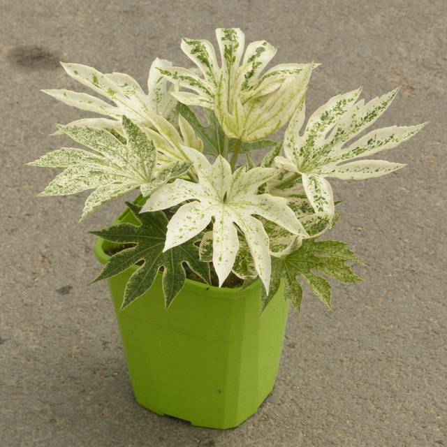 Fatsia japonica 'Spider's Web' en pot de 3,7L - photographié à la pépinière