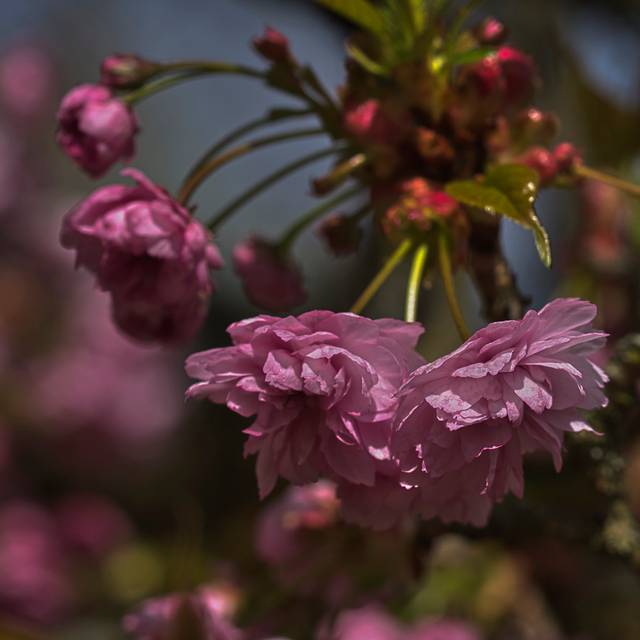 Cerisier à fleurs - Prunus serrulata 'Kiku Shidare Zakura' (Kerbla Edzerdla / wikimedia.org)