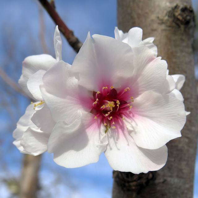 Cerisier à fleurs - Prunus subhirtella 'Autumnalis Rosea' (PROPOLI87 / wikimedia.org)