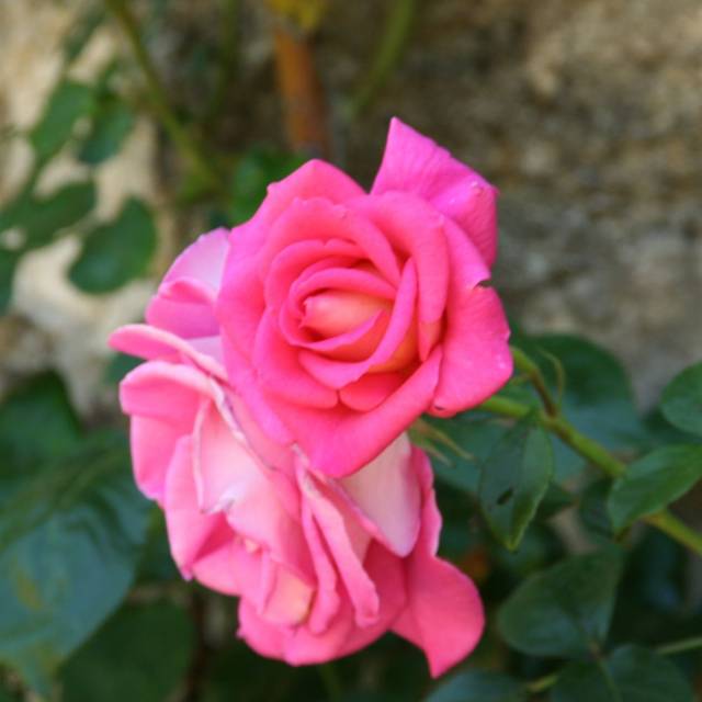 Rosier 'Parfum Royal' (MEL)