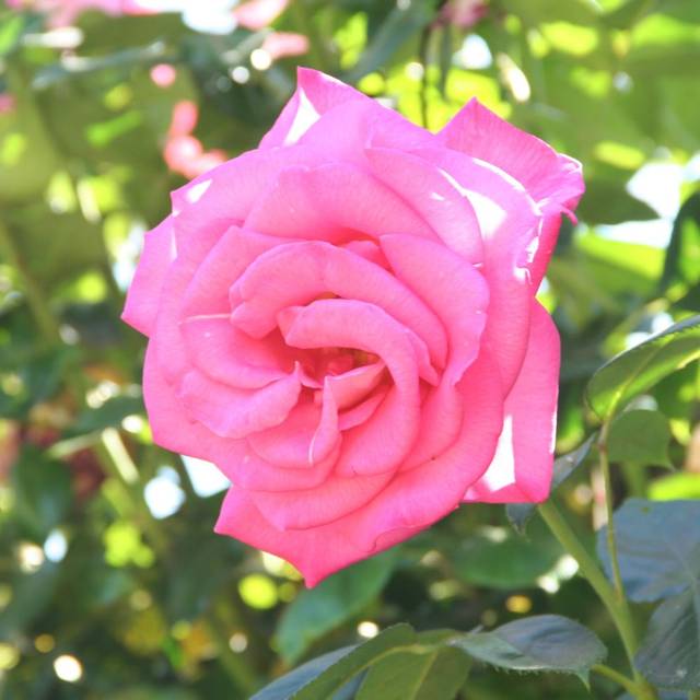 Rosier 'Parfum Royal' (MEL)