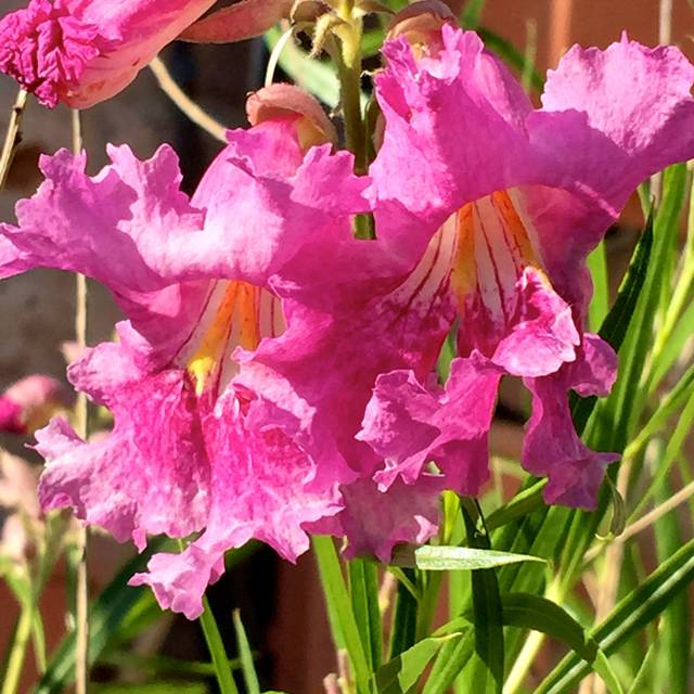 Saule du Désert 'Burgundy' - Chilopsis linearis (Chic Bee)