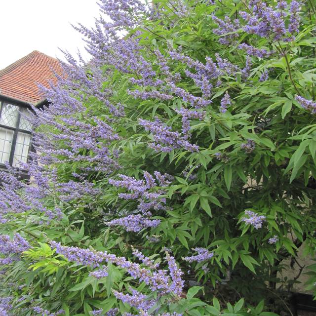 Gattilier 'Latifolia' - Vitex agnus-castus 'Latifolia'  (Leonora (Ellie) Enking)