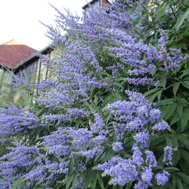 Gattilier 'Latifolia' - Vitex agnus-castus 'Latifolia' (Leonora (Ellie) Enking)