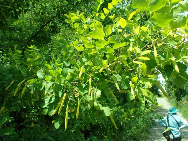 Acacia jaune, caraganier de Sibérie