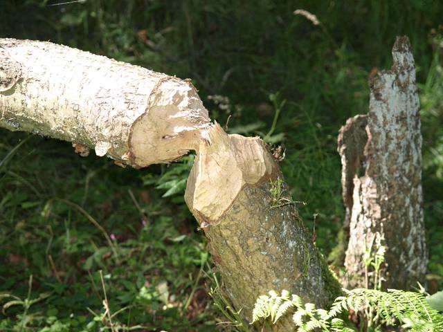 Arbre rongé par un castor