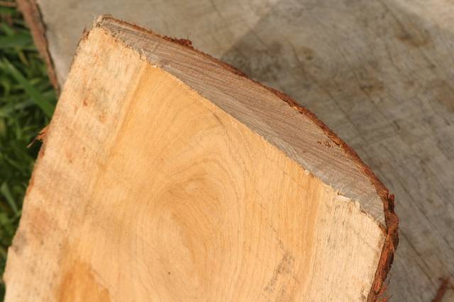L'aubier est l'épaisseur de bois clair situé sous l'écorce - arpent nourricier / flickr.com