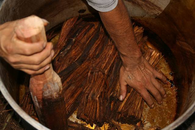 Ayahuasca