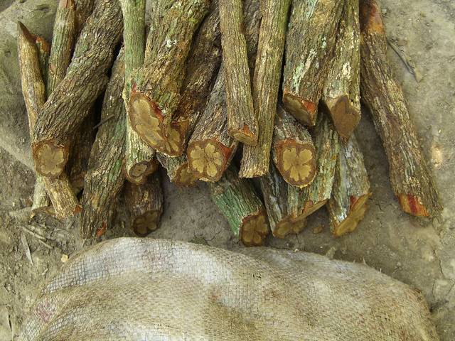 Ayahuasca, Banisteriopsis caapi