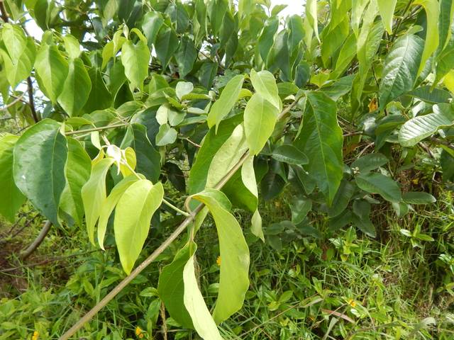Ayahuasca, Banisteriopsis caapi ; feuilles
