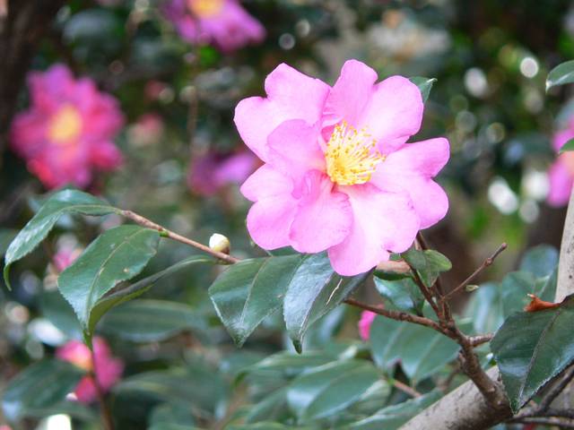 Fleur de Camellia sasanqua