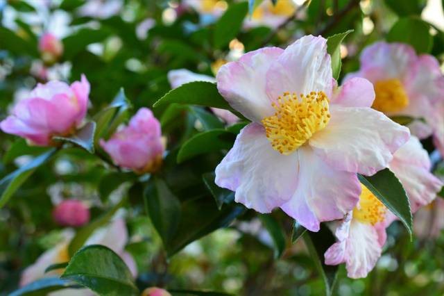 Camélia d'automne (Camellia sasanqua)