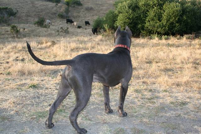 Cane corso